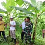 Pemerintah Sulbar Kunjungi Sentra Pembibitan Pisang Cavendish di Kabupaten Bone