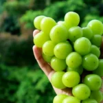 Anggur Muscat Indonesia Tidak Temukan Racun Dibandingkan di Thailand