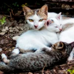 Media Asing Sorot Kucing Jalanan di Jakarta