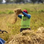 Pemerintah Diwajibkan Beli Gabah dari Petani dengan Harga Rp 6500 per KG